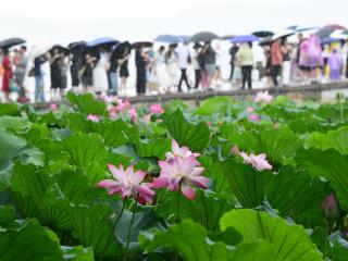 台风“竹节草”复活，今明雨势增强，浙北局部暴雨到大暴雨
