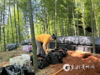 红托竹荪“随季迁徙” 赤水市探索栽培新模式