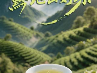 毕节：高山云雾间，茶香悠悠来
