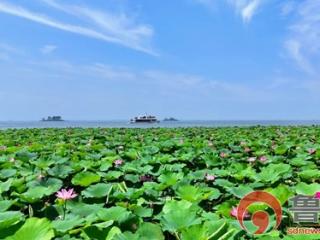 第二十二届中国（滕州）微山湖红荷湿地文化旅游季暨济南（大明湖）·滕州（红荷湿地）双城联动赏荷季盛大开幕！