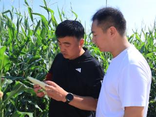 北大荒农业股份新华分公司：夏管精耕·技术赋能 垦地合作绘丰景