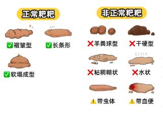 默医宠物医院：猫咪软便别慌张！三步排查法和专业应对指南