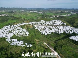 平坝龙海村：冰脆李喜获丰收 果园奏响增收曲