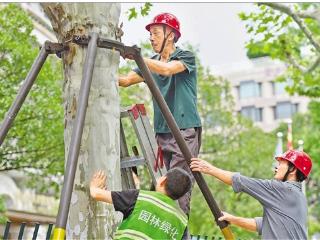 防御台风“竹节草”
