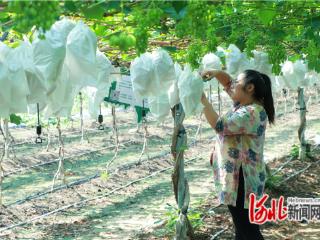 秦皇岛卢龙：葡萄挂满枝 串起“甜蜜”致富梦