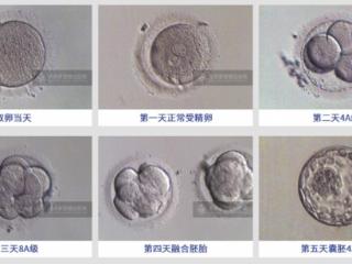 世界胚胎学家日：和家恩德运实验室一起了解胚胎冷知识