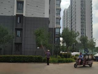 泰山区徐家楼街道白峪店子村：守护绿意家园 打响辖区绿植“健康保卫战”