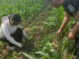 惠民县麻店镇:大豆玉米复合种植，绘就乡村振兴好“丰”景