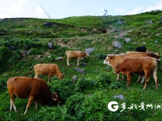 贵定：一头牛“拱”出生态产业链