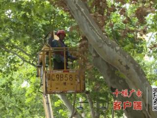 高温下的劳动者丨树木修剪工：高温下的“剪”影 只为市民“头顶”安全
