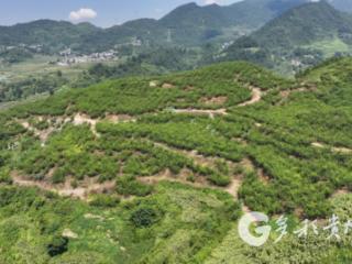 跨越山海的“甜蜜事业”：习水“半边红”李子甜透大城市