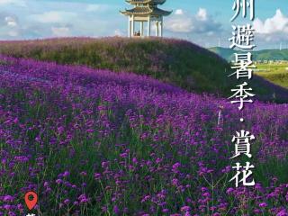 避暑纳凉贵州行｜夏日花事浪漫 赏花指南出炉