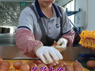 多彩大地“新”花样 ①丨鸡蛋可生食？智慧化养殖孵“金蛋”