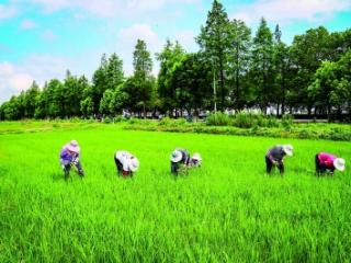 人工除草护水稻生长