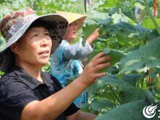 粮满仓・好丰光 | 新农人：向阳花田里“种”出好光景