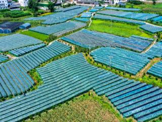 沿河沙坝村：葡萄飘香游客来 农旅融合谱新篇