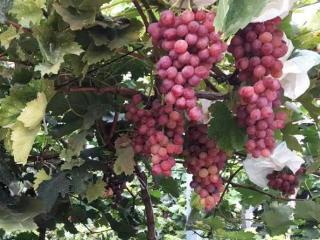 蜜桃已熟 葡萄正甜 “盛夏的果实”邀您甜蜜赴约 扫码阅读手机版