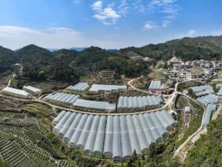 福建安溪大坪乡：党建领航科技驱动，绘就高山农业振兴新图景