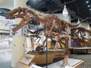 「恐龙文艺复兴展」山东首展在济南华侨城欢乐荟盛大启幕