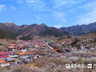 城阳4个乡村振兴片区年接待游客超200万人次