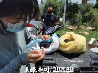 温情贵阳！非法运猫狗货车高速路上被拦截，数百“毛孩子”亟待救治