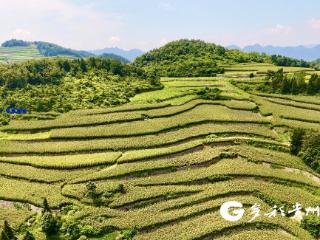 红了！仁怀36万亩高粱美成油画