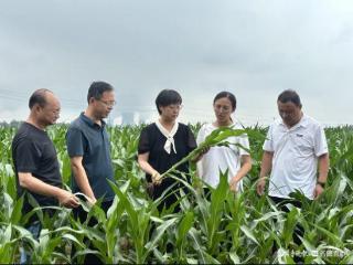 粮满仓·好风光|水肥菌精准滴灌，沙土地里种出高产玉米