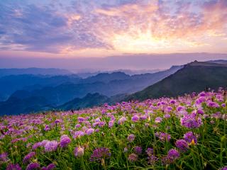 一年一度的韭菜花！花期预测来了→