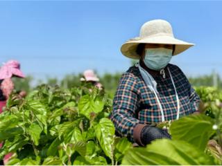 江苏睢宁桃园镇彭井村：工厂化养蚕 让传统蚕桑产业“破茧化蝶”