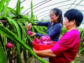 火龙果飘香 “甜蜜经济”促振兴