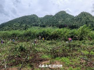 喜算关岭花椒账