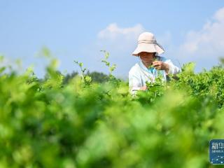 湖北来凤：藤茶富农兴产业
