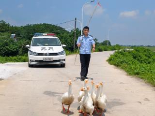 七只白鹅“组团远足” 繁昌民警三小时寻回