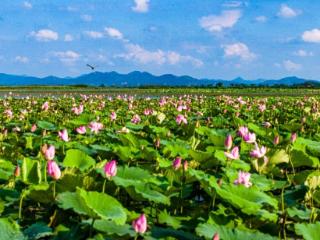 庐江：黄陂夏莲 花开正艳
