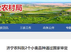 济宁农科院2个小麦品种通过国家审定