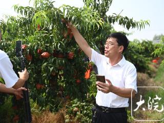村干部变“主播”：不比颜值比“人气”，助力农产品“卖得好”