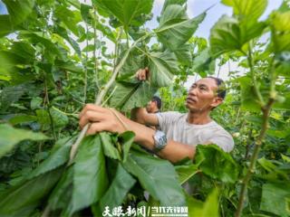 蚕宝宝“织”出金丝路！潘绍文：让家乡日子又暖又厚实