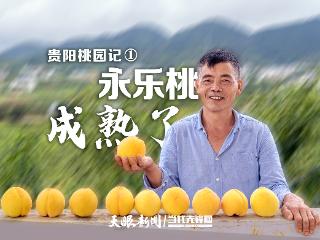 【贵阳桃园记④】万亩桃园“金钥匙”开启乡村振兴新答卷