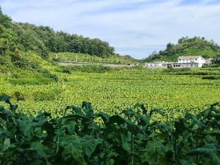 南方电网毕节市郊供电局：全力保障烟农烘烤用电需求
