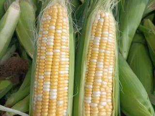 预计产值突破4亿元！贵州铜仁完成鲜食玉米示范种植30000亩