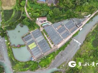 绥阳县太白镇：鲜活鲟鱼远销越南 水产品再出国门