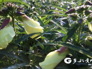 播州区茅栗镇这朵花既能观赏又能增收