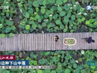 钱江观潮 | 海边种下山中莲