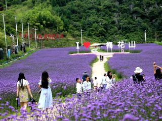 六盘水梅花山雪道变“紫色花海”避暑纳凉添新景