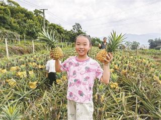 翔安后亭：台湾品种金钻凤梨迎来采摘期
