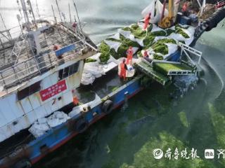 累计打捞浒苔2.8万吨！青岛海上浒苔综合治理项目收官
