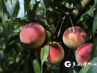 绥阳县大路槽乡：黄桃喜丰收 甜蜜产业铺就富民路
