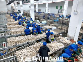 这朵菌菇好“香”！这家“扶贫车间”一年发放工人工资1.2亿元!