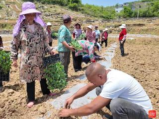 “务工汉”变“南瓜王”！沿河村民李时进坡地“刨金”让沉寂乡村焕发生机