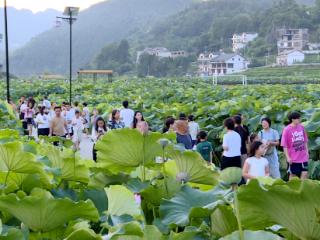 普定县水井村：九届荷香绽放乡村魅力 文旅增收绘就振兴画卷
